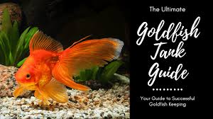 goldfish tank your guide to