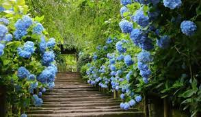 Beautiful Blue Flowers Types Uses