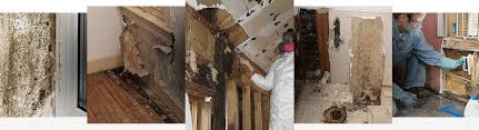 mold and mildew removal in new jersey