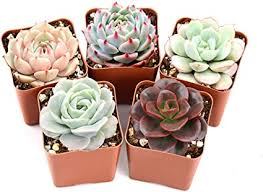 Cactus and succulents for sale. Amazon Com Succulent Plants 5 Pack Of Assorted Rosettes Fully Rooted In 2 Planter Pots With Soil Valentine S Day Gift Rare Varieties Unique Real Live Indoor Succulents Cactus Decor Garden Outdoor