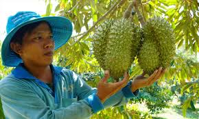VIETNAM: Durian overfarming could prompt oversupply, ministry warns – TFNet  – International Tropical Fruits Network