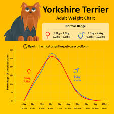 yorkshire terrier weight chart 11pets