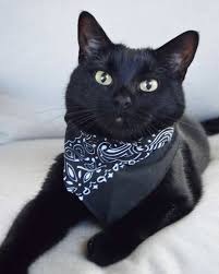 Она родилась в австралии, корни британские и итальянские, обладает выдающимися формами, термин «плюс сайз» презирает. 15 Beautiful Black Kittens Kitty Wise