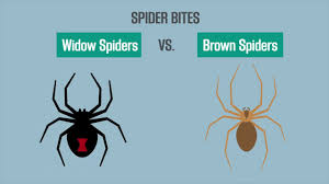 spider bites black widow vs brown