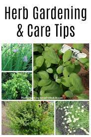 Herb Planting And Care Tips