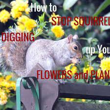 how to stop squirrels digging up your