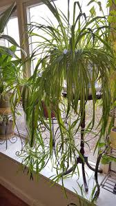 Is Spider Plants Poisonous To Dogs