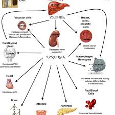 The truth about vitamin d / webmed. Synthesis And Target Organs For Vitamin D Vitamin D3 Obtained From The Download Scientific Diagram