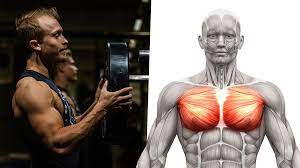 chest muscle growth and pr strength