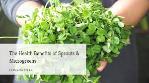 the health benefits of sprouts