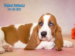 Find basset hound dogs and puppies from florida breeders. Our Basset Hound Puppies Will Melt Your Heart Petland Sarasota