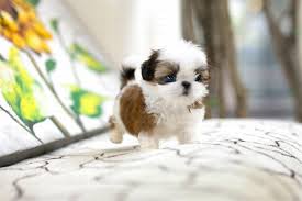 Here at teacups, puppies and boutique, we've been carrying imperial shih tzus and tiny type shih tzu puppies for sale in south florida since 1999! Teacup Shih Tzu