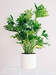 33 Best Large Indoor Plants Tall
