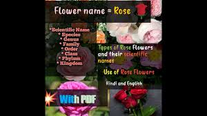 scientificname of rose clification