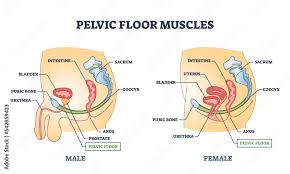 stockvector pelvic floor muscles