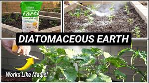 use diatomaceous earth in your garden