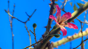 Check spelling or type a new query. How To Grow And Care For Silk Floss Trees