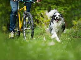 Fahrrad fahren mit Hund: 4 essentielle Tipps | Tractive