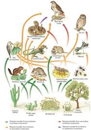 A food web illustrates the behavior of a given biological ecosystem by analyzing the feeding dynamics that take place in it; The Food Chain