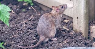 Get Rid Of Mice Rats In Your Garden