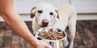 7 best dog foods for allergies