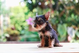 teacup yorkie what to know before