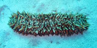 Image result for sea cucumber characteristics