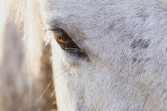 do-horses-get-sad-when-they-are-sold