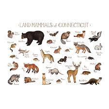 Connecticut Land Mammals Field Guide Art Print Animals Of Connecticut Watercolor Painting Wall Art Nature Print Wildlife Poster