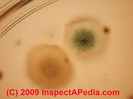 Mold Identification Photographs Of Mold Growing On Petri