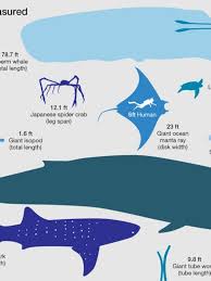 how big are the biggest squid whales