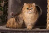 Image result for PERSIAN CHAT
