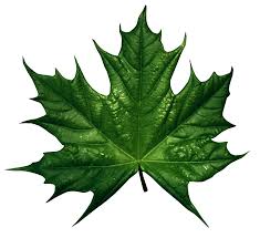 green leaf png transpa image