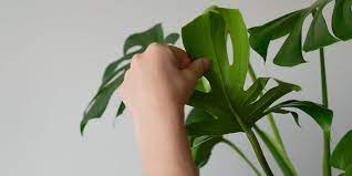 How To Protect Your Houseplants From