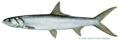 Ladyfish Or Skipjack Elops Saurus Mississippi Saltwater