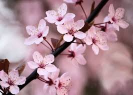 cherry blossom nails spa 110