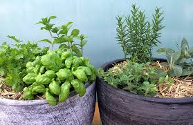 How To Grow A Herb Pots Eco Organic