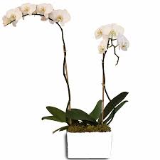 orchid duo white select orchid color