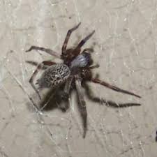 Spiders In California Species Pictures