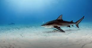 Man seriously injured after shark attack in river. Australian Shark Attack File Taronga Conservation Society Australia