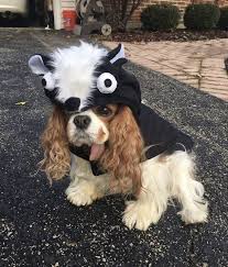 skunk costume easy on off velcr dog