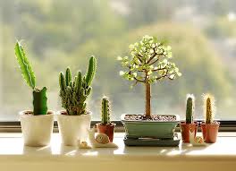 sprinkling decorating with succulents