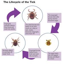 The Life Cycle Of The Tick From Eggs To Ambush American Kennel Club