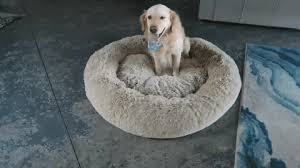 Some of them are made specifically to provide a soft and enclosed space that your pup can curl up in, which helps them feel secure and safe. Pawgene Ultra Comfy Long Plush Anti Anxiety Dog Beds