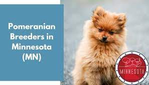 Find pomeranian puppies for sale with pictures from reputable pomeranian breeders. 15 Pomeranian Breeders In Minnesota Mn Pomeranian Puppies For Sale Animalfate