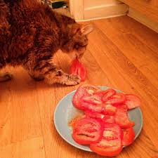 Our feline friends should not have certain types of food. My Cat Likes Tomatoes Cute Cats Hq Pictures Of Cute Cats And Kittens Free Pictures Of Funny Cats And Photo Of Cute Kittens Cute Cats And Kittens Kittens Cutest Cats