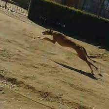 Although, there are several breeds of dogs that are more uncommon that are excellent watch dogs and great companion dogs. Thabo Sefali Speed Dogs Home Facebook