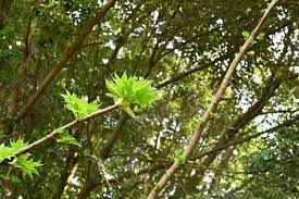 ハリギリ（針桐） - 庭木図鑑 植木ペディア