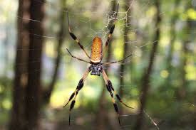 orb weavers the spiders of fall