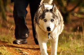 Huskys sind arbeitshunde sowie unsere spürhunde, die sehr viel beschäftigung und bewegung benötigen. Husky Siberian Rassebeschreibung Wesen Haltung Und Pflege